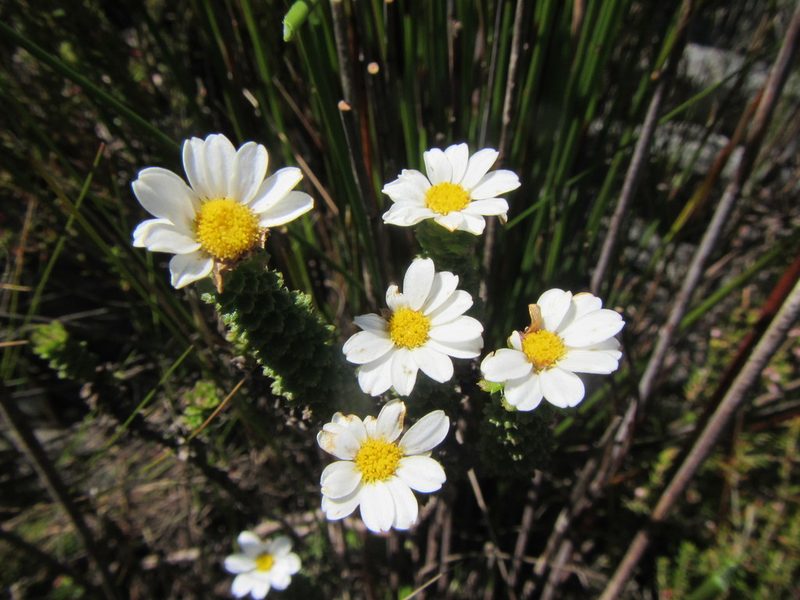 Osmitopsis parvifolia, photographed by douglaseustonbrown