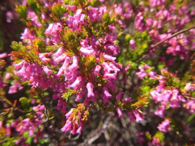 Erica intervallaris, photographed by douglaseustonbrown