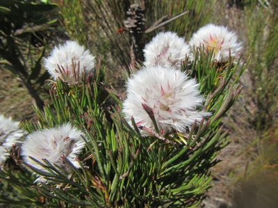 Serruria phylicoides, photographed by douglaseustonbrown
