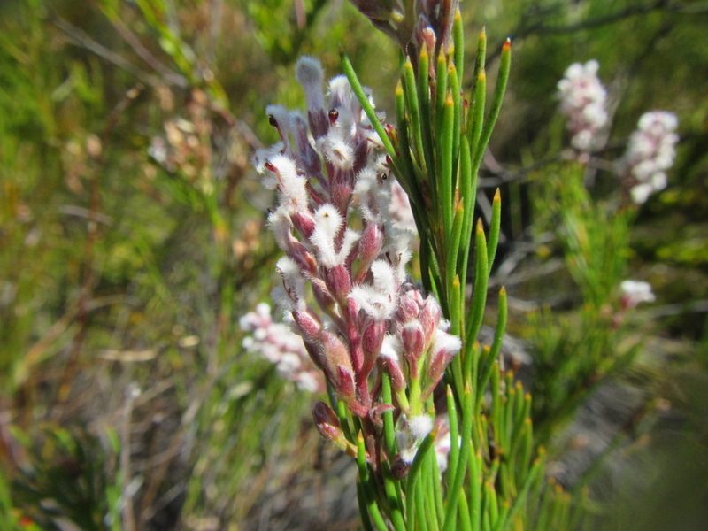 Spatalla racemosa, photographed by douglaseustonbrown
