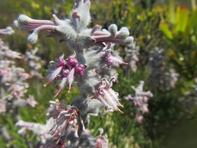 Paranomus spicatus, photographed by douglaseustonbrown