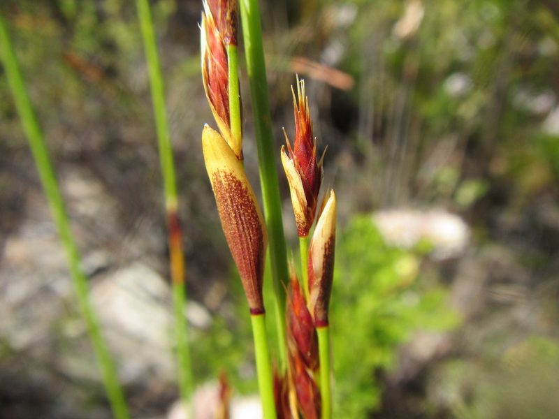 Hypodiscus alternans, photographed by douglaseustonbrown