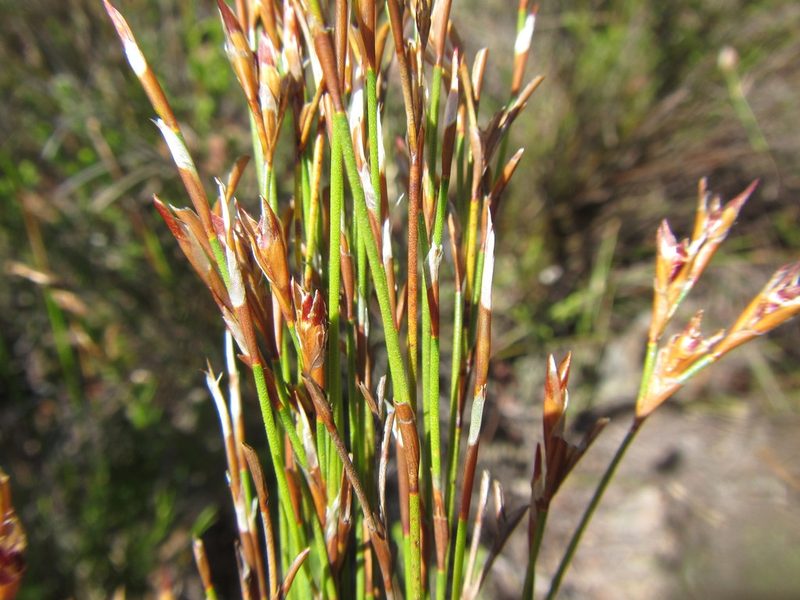 Restio hyalinus, photographed by douglaseustonbrown