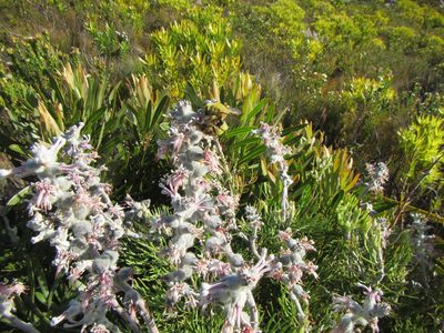 Paranomus spicatus, photographed by douglaseustonbrown