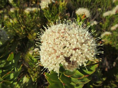 Leucospermum bolusii, photographed by douglaseustonbrown