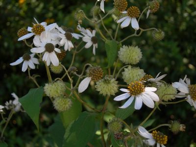 Montanoa pteropoda, photographed by Neptalí Ramírez Marcial