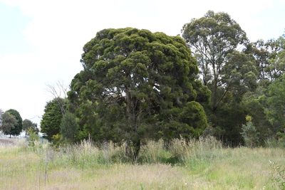 Melaleuca decora, photographed by Thomas Mesaglio