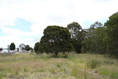 Melaleuca decora, photographed by Thomas Mesaglio