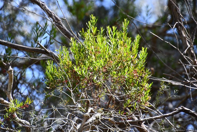 Amyema gaudichaudii, photographed by Thomas Mesaglio