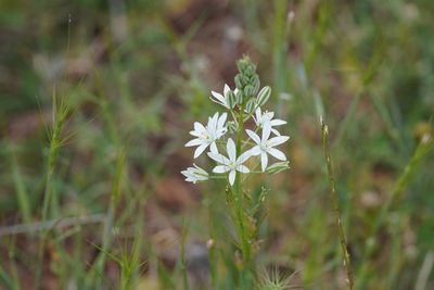 Loncomelos narbonense, photographed by Julia Moning