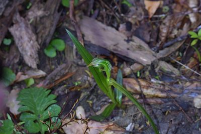 Pterostylis montana, photographed by Christopher Stephens