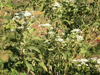 Verbesina turbacensis, photographed by Neptalí Ramírez Marcial