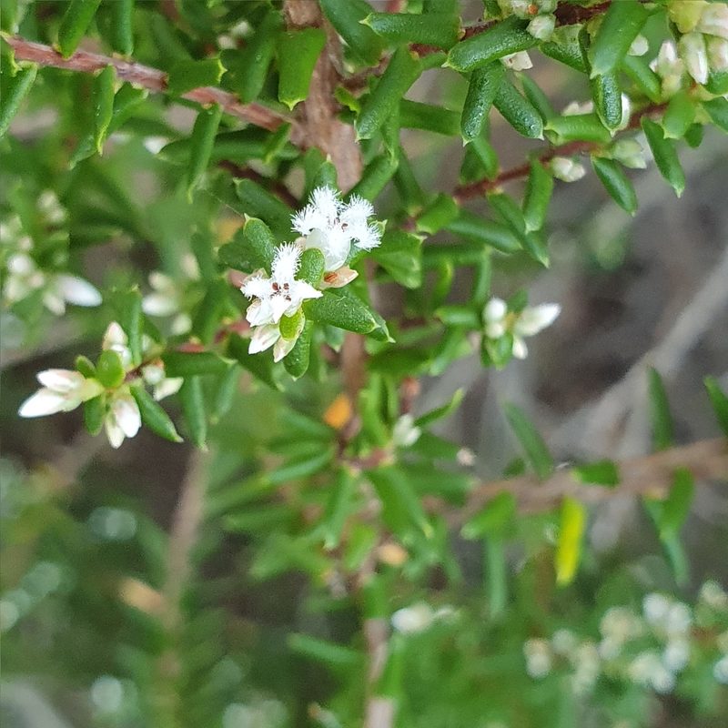 Styphelia ericoides, photographed by ronavery