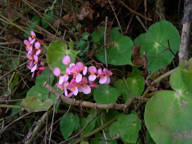 Begonia motozintlensis, photographed by Neptalí Ramírez Marcial