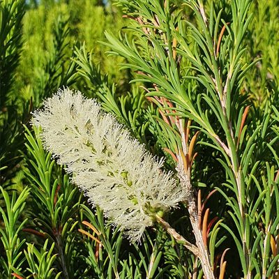 Melaleuca armillaris, photographed by ronavery