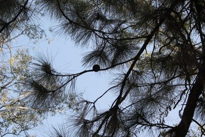 Pinus oocarpa, photographed by Viacheslav Shalisko