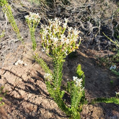 Conospermum ellipticum, photographed by ronavery