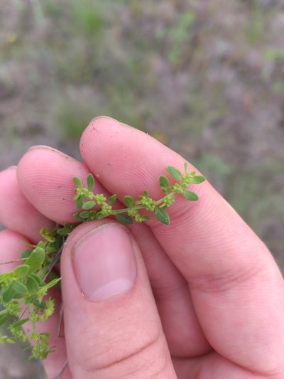 Herniaria polygama, photographed by Dmitriy Bochkov