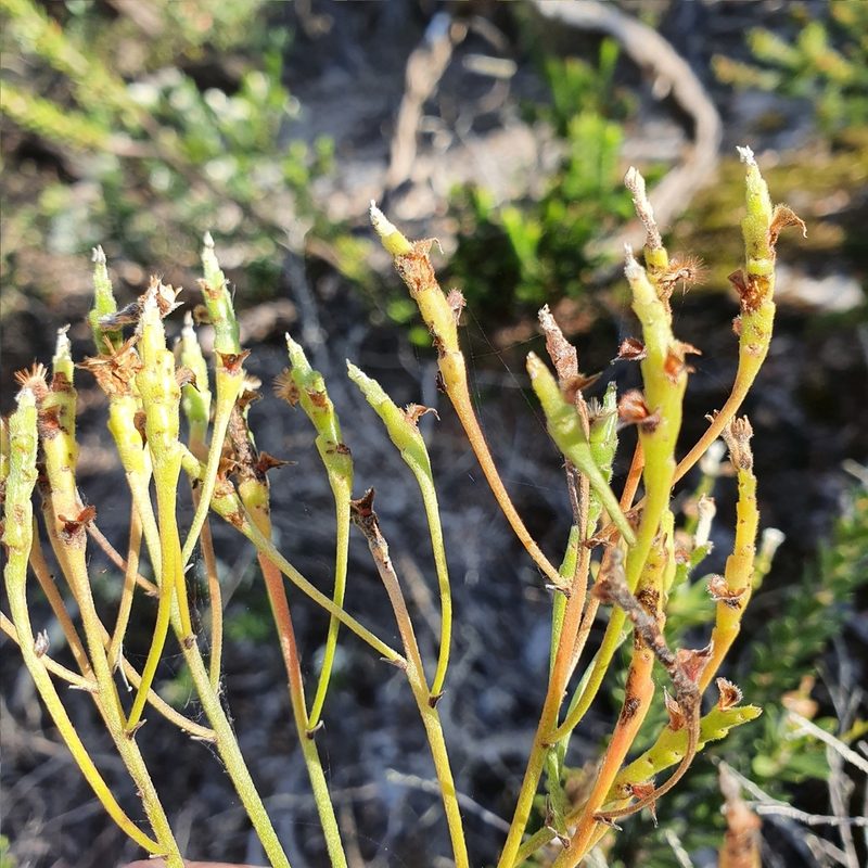 Conospermum ellipticum, photographed by ronavery