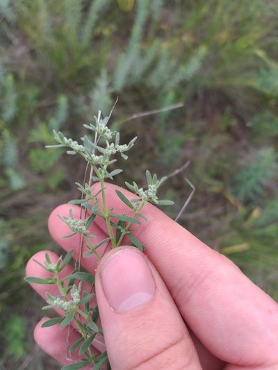 Herniaria incana, photographed by Dmitriy Bochkov