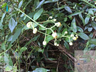 Blumea riparia, photographed by 謝麗霦