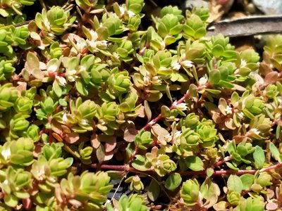 Illecebrum verticillatum, photographed by John Barkla