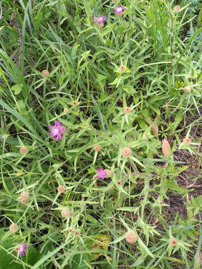 Centaurea trichocephala, photographed by Dmitriy Bochkov
