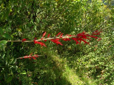 Salvia cinnabarina, photographed by Neptalí Ramírez Marcial