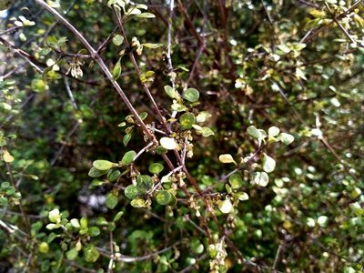 Coprosma tenuicaulis, photographed by John Barkla