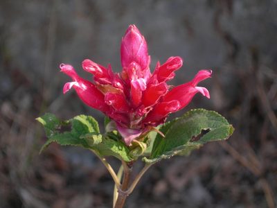 Salvia wagneriana, photographed by Neptalí Ramírez Marcial