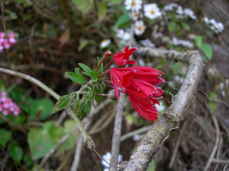 Lopezia grandiflora, photographed by Neptalí Ramírez Marcial