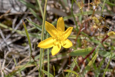 Hypoxis hygrometrica, photographed by Andrew Allen