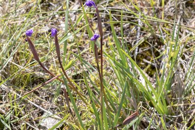 Patersonia occidentalis, photographed by Andrew Allen