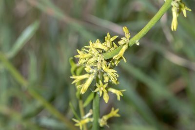Stackhousia viminea, photographed by Andrew Allen