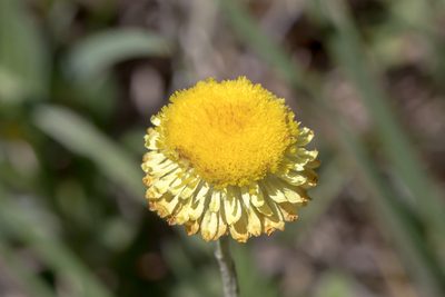 Coronidium scorpioides, photographed by Andrew Allen