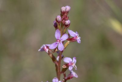 Stylidium graminifolium, photographed by Andrew Allen