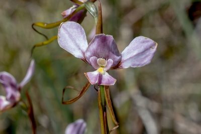 Diuris punctata, photographed by Andrew Allen