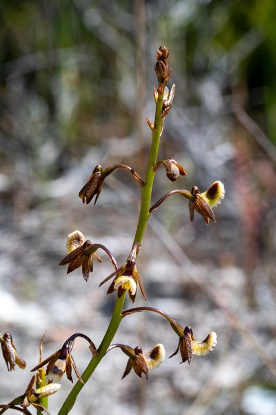 Eulophia bolusii, photographed by magriet b