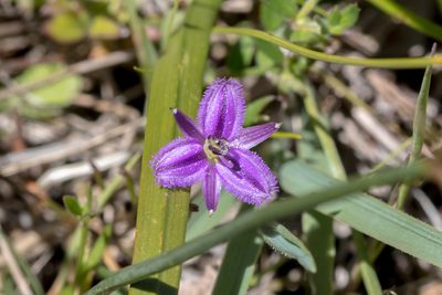 Thysanotus patersonii, photographed by Andrew Allen