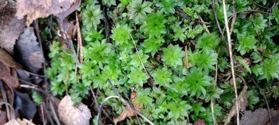 Rhodobryum roseum, photographed by Mikko Heikkinen