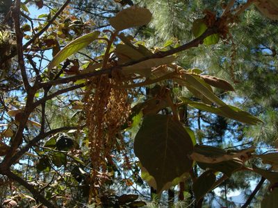 Quercus crassifolia, photographed by Neptalí Ramírez Marcial