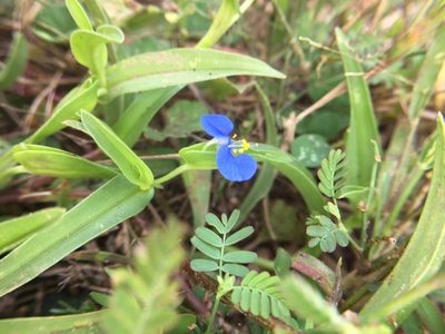 Commelina attenuata, photographed by Swarochi Tathagath