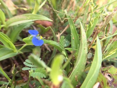 Commelina attenuata, photographed by Swarochi Tathagath