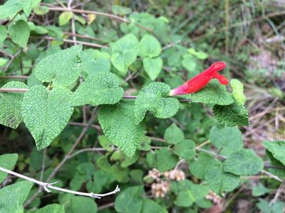 Salvia disjuncta, photographed by Neptalí Ramírez Marcial