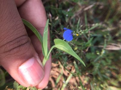 Commelina attenuata, photographed by Swarochi Tathagath