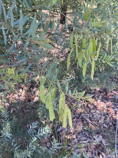 Acacia prominens, photographed by Andrew Allen