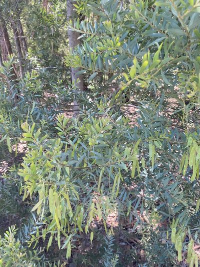 Acacia prominens, photographed by Andrew Allen