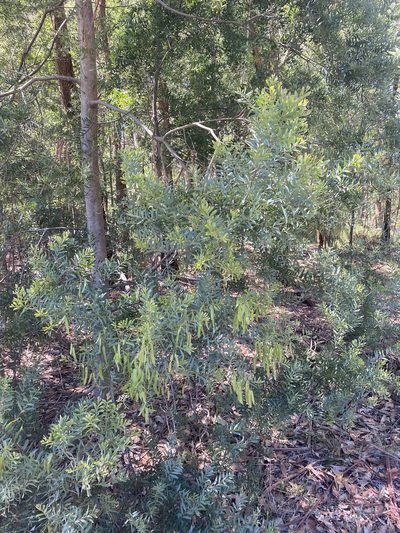 Acacia prominens, photographed by Andrew Allen