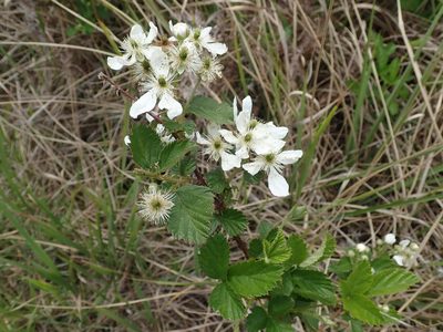 Rubus cuneifolius, photographed by Peter Warren