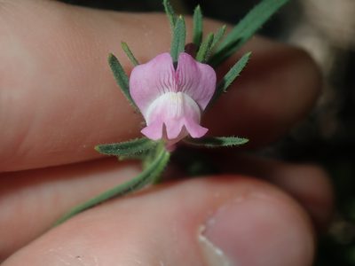 Misopates orontium, photographed by Thomas Mesaglio